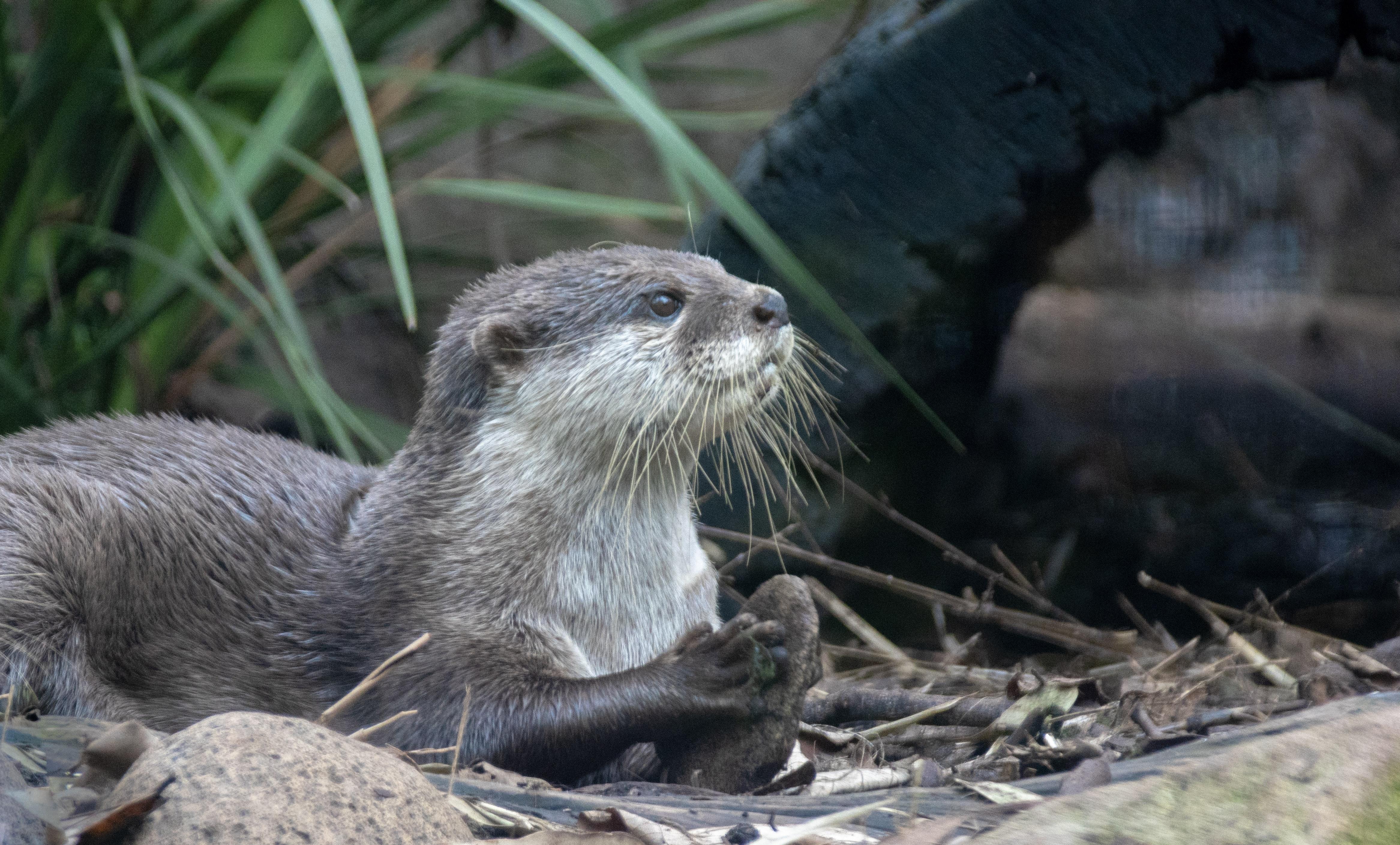 La loutre du zoo de Lille