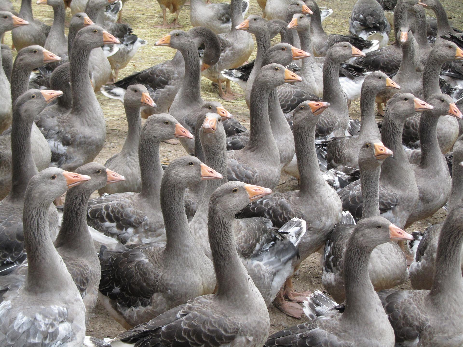 Les oies grises de Toulouse 