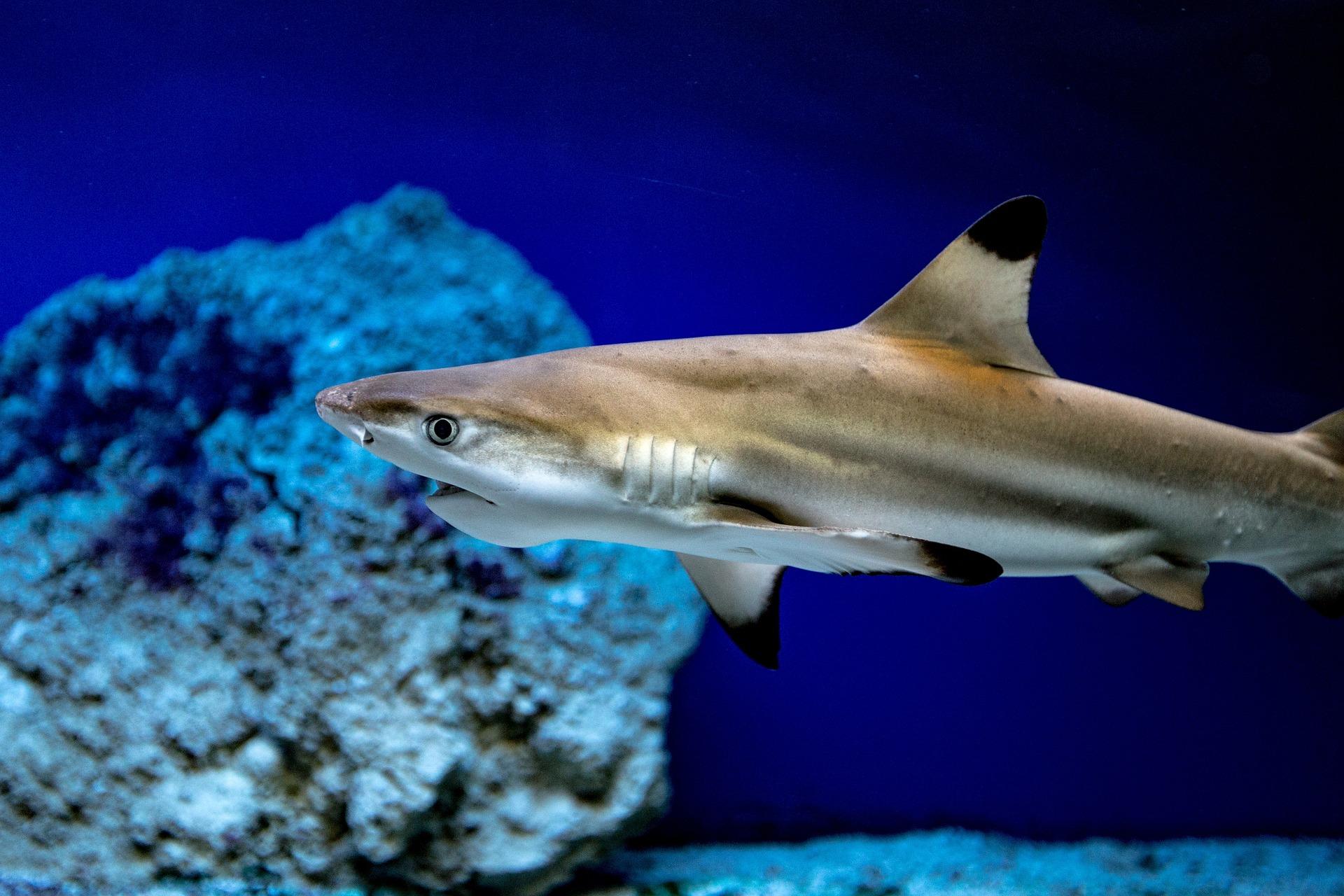 Un requin pointe-noire à l'aquarium de Monaco 