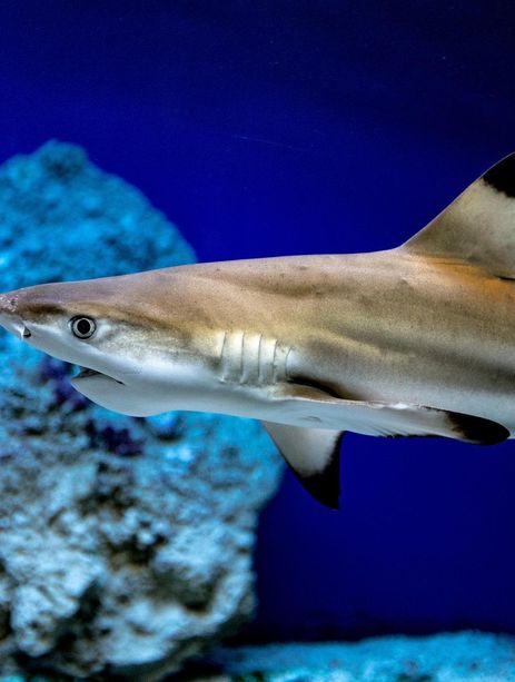 Un requin pointe-noire à l'aquarium de Monaco 