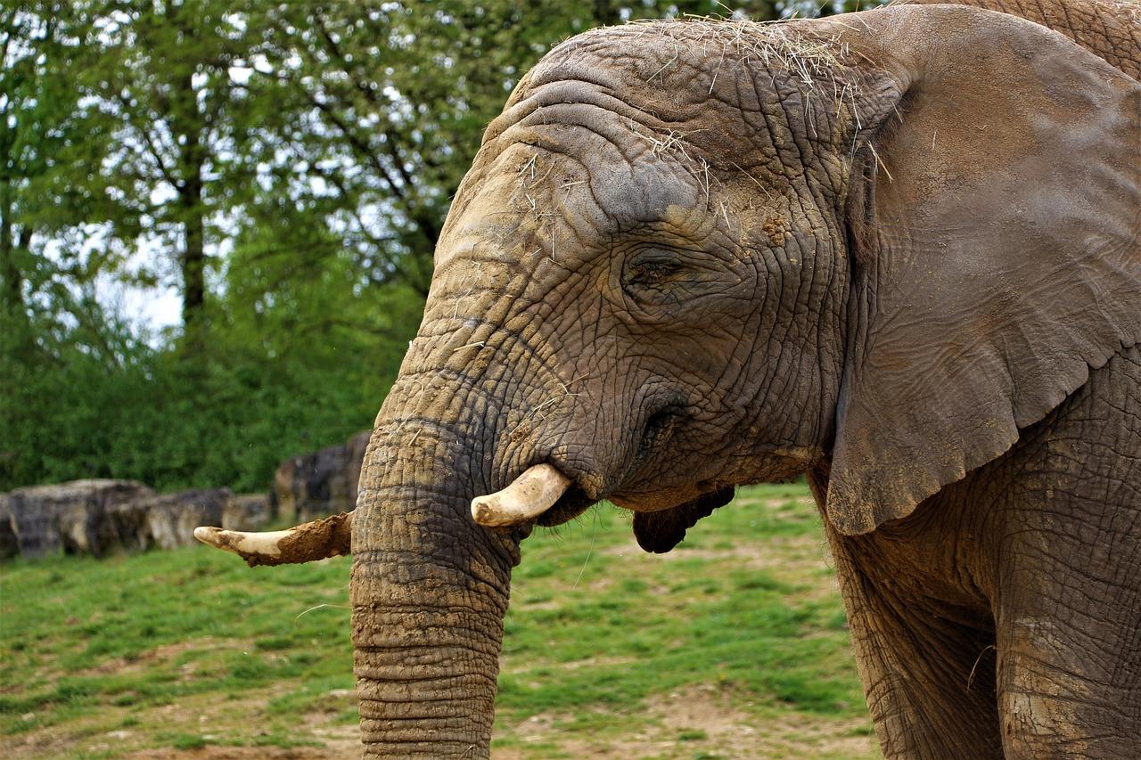 Les éléphants du zoo de Beauval