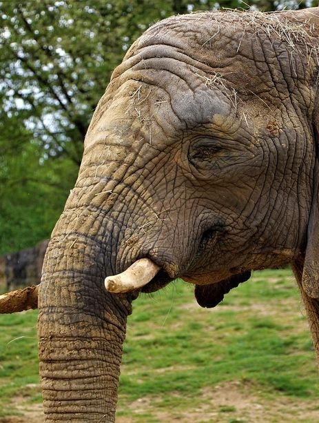 Les éléphants du zoo de Beauval