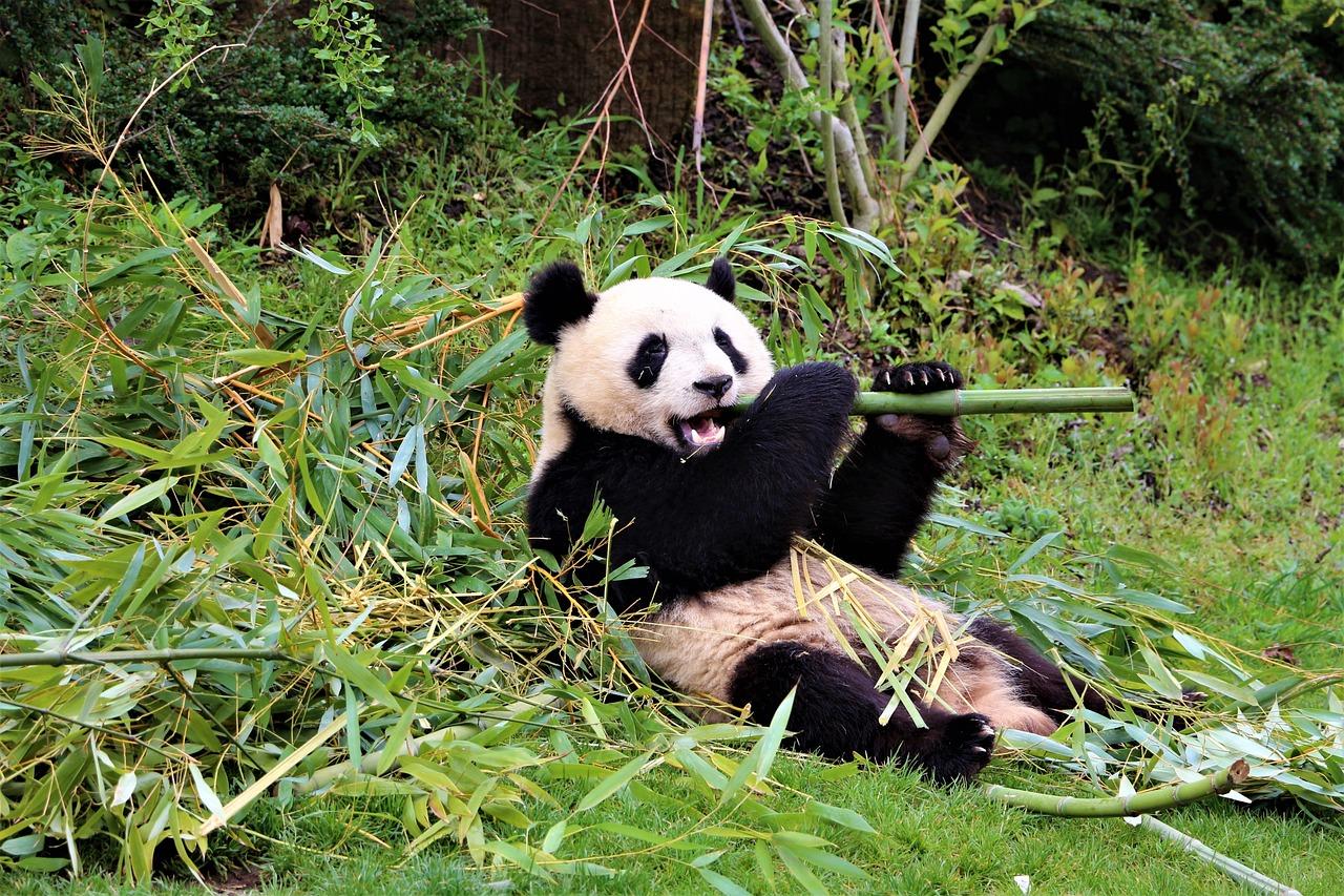 Panda du zoo de Beauval 