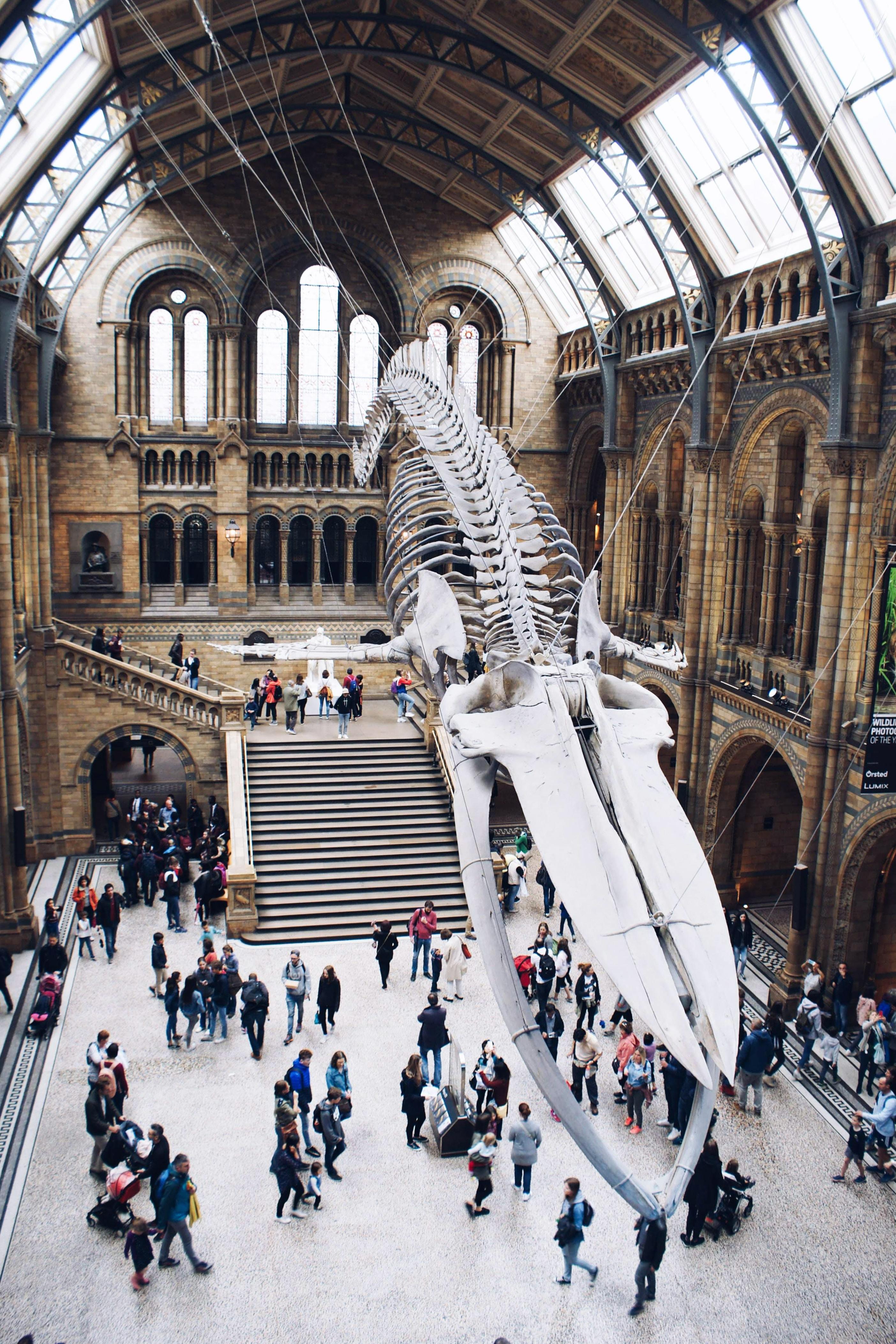 Le squelette de baleine du musée d'histoire naturelle de Londres