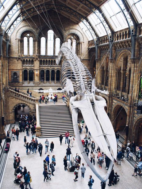 Le squelette de baleine du musée d'histoire naturelle de Londres