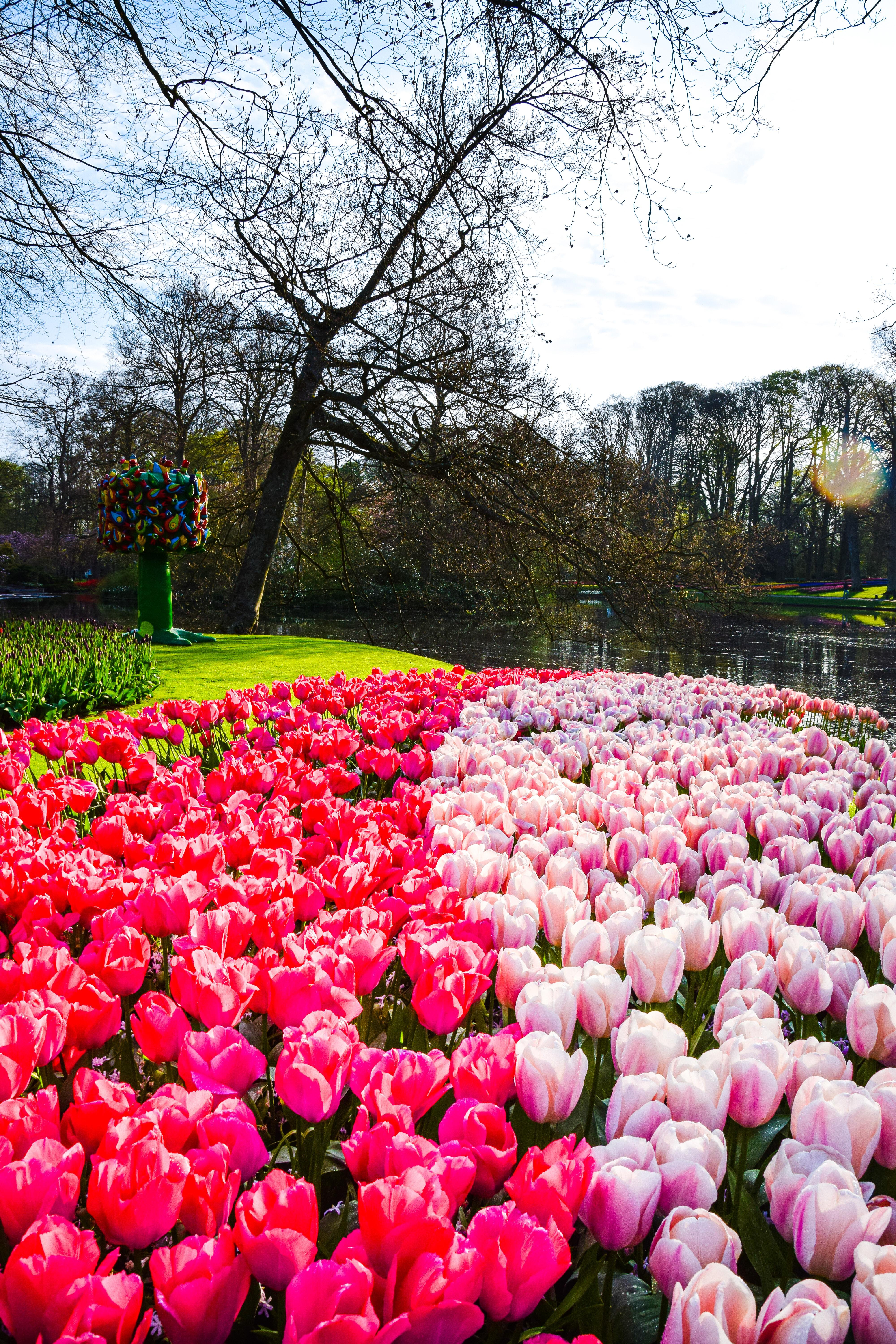 Les sous-bois du jardin des tulipes du Keukenhof
