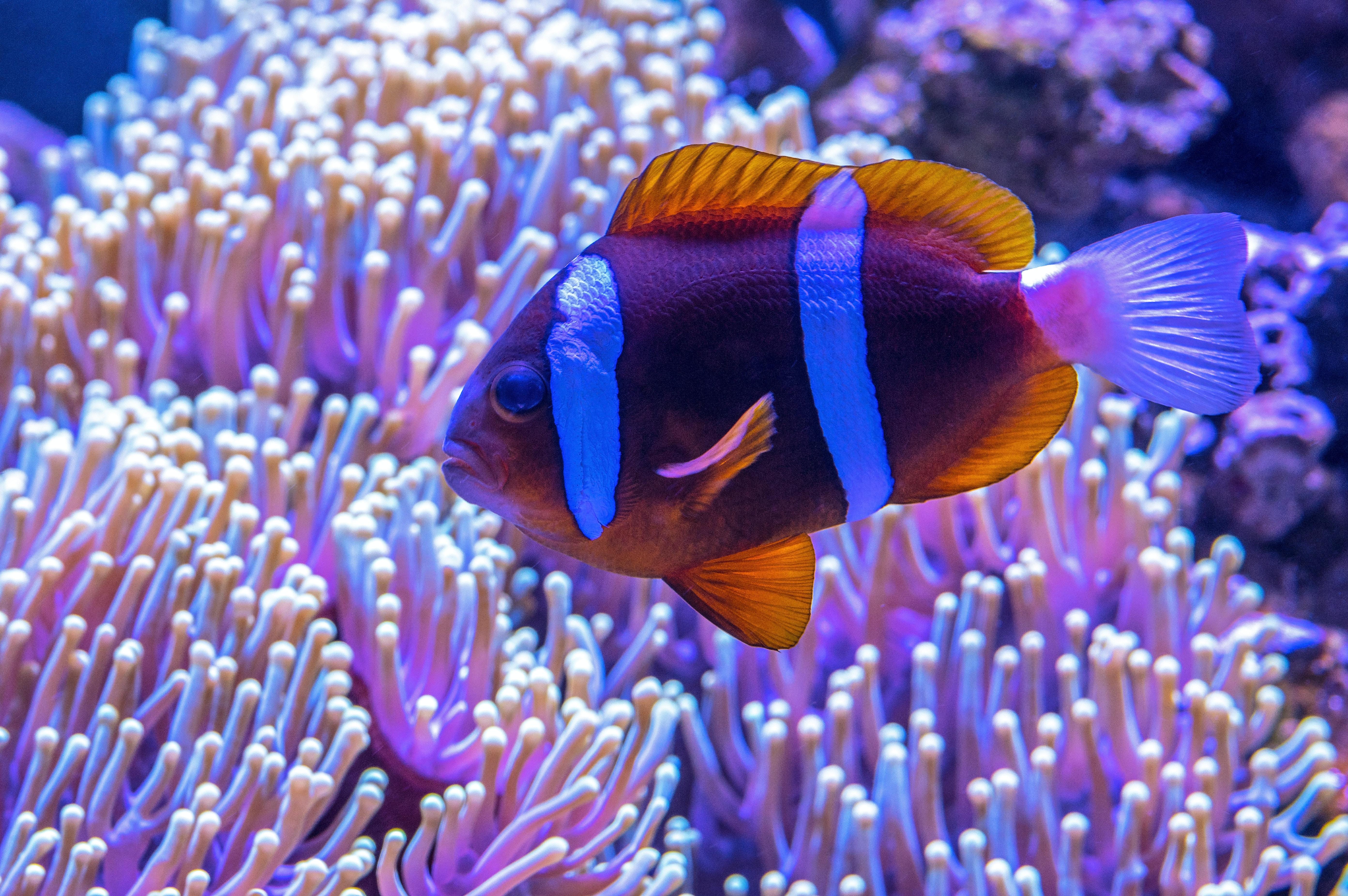 Les poissons clowns de l'aquarium Sea Life Val d'Europe 