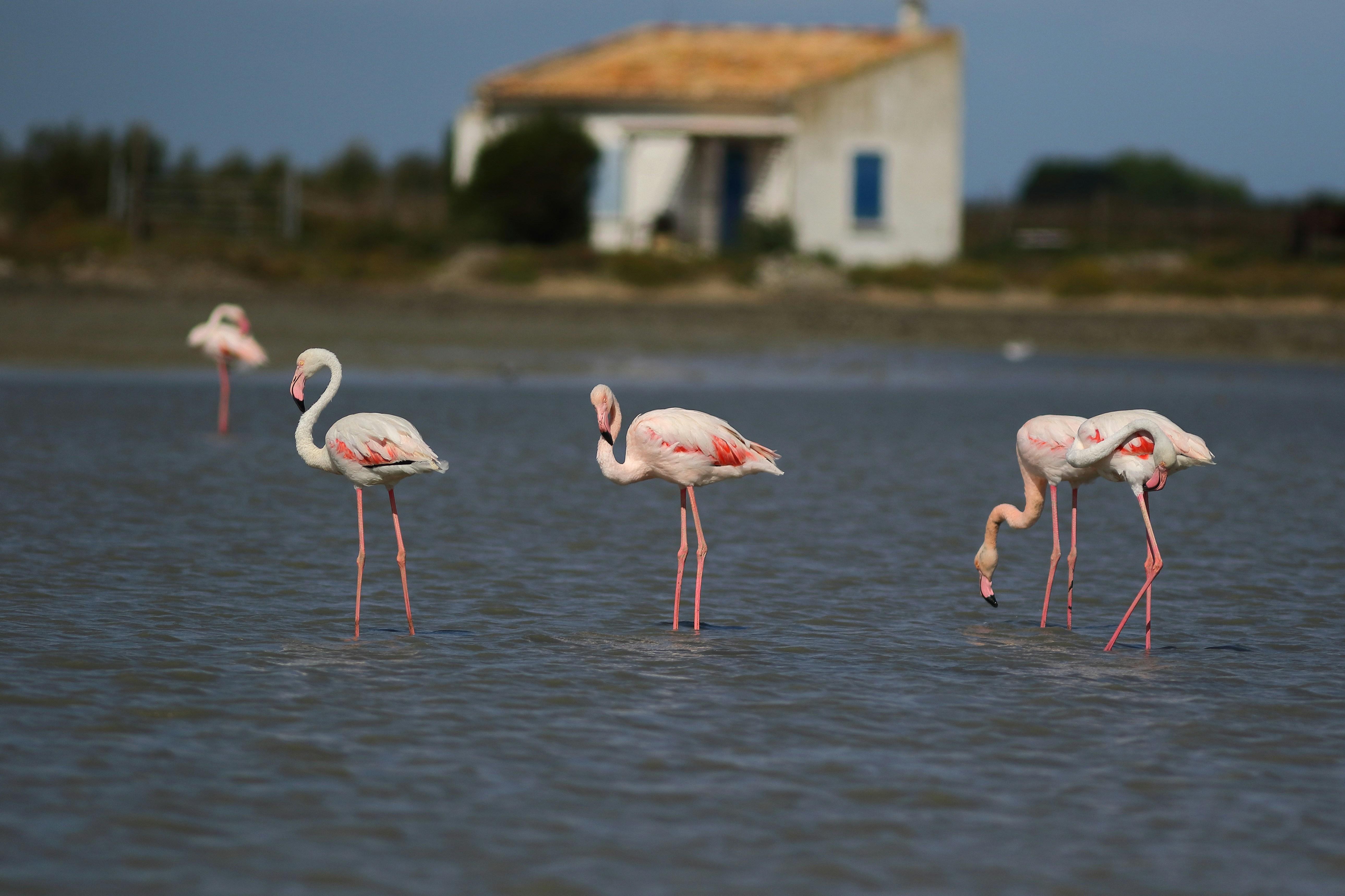 Les flamands roses de Camargue 