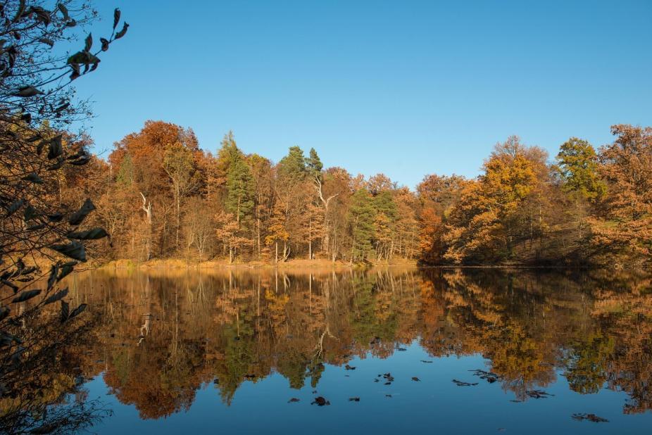 Le lac des ours à Stuttgart