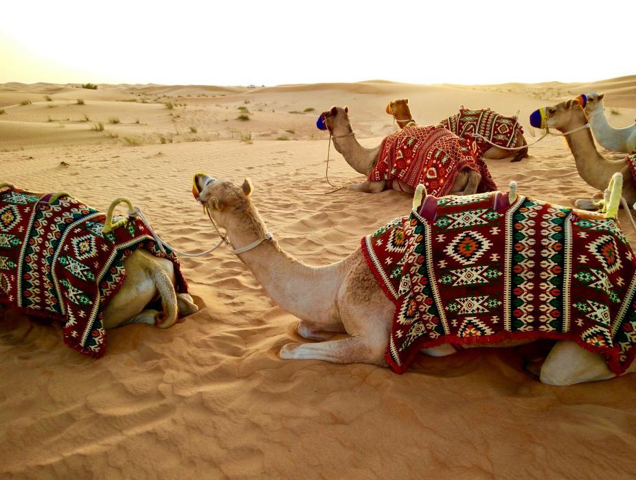 Balade en chameaux dans le désert à Dubaï