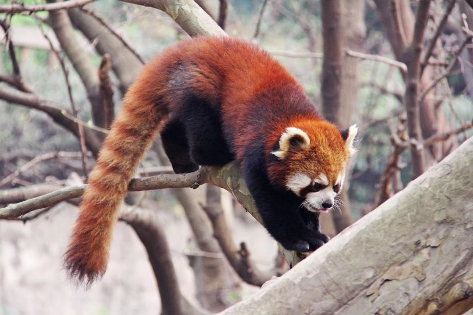 Les pandas roux du centre de recherche sur les pandas géants de Chengdu