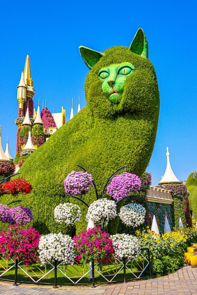 Le chat du Miracle Garden de Dubaï