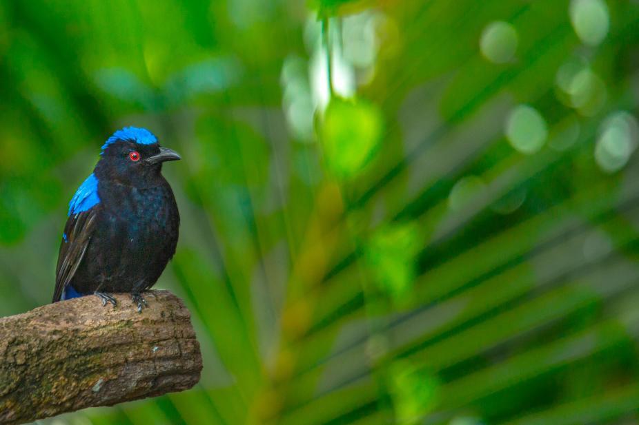Un oiseau du Green Planet de Dubaï
