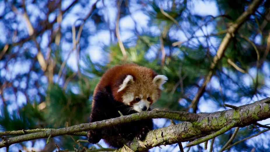 Les pandas roux du zoo d'Edimbourg
