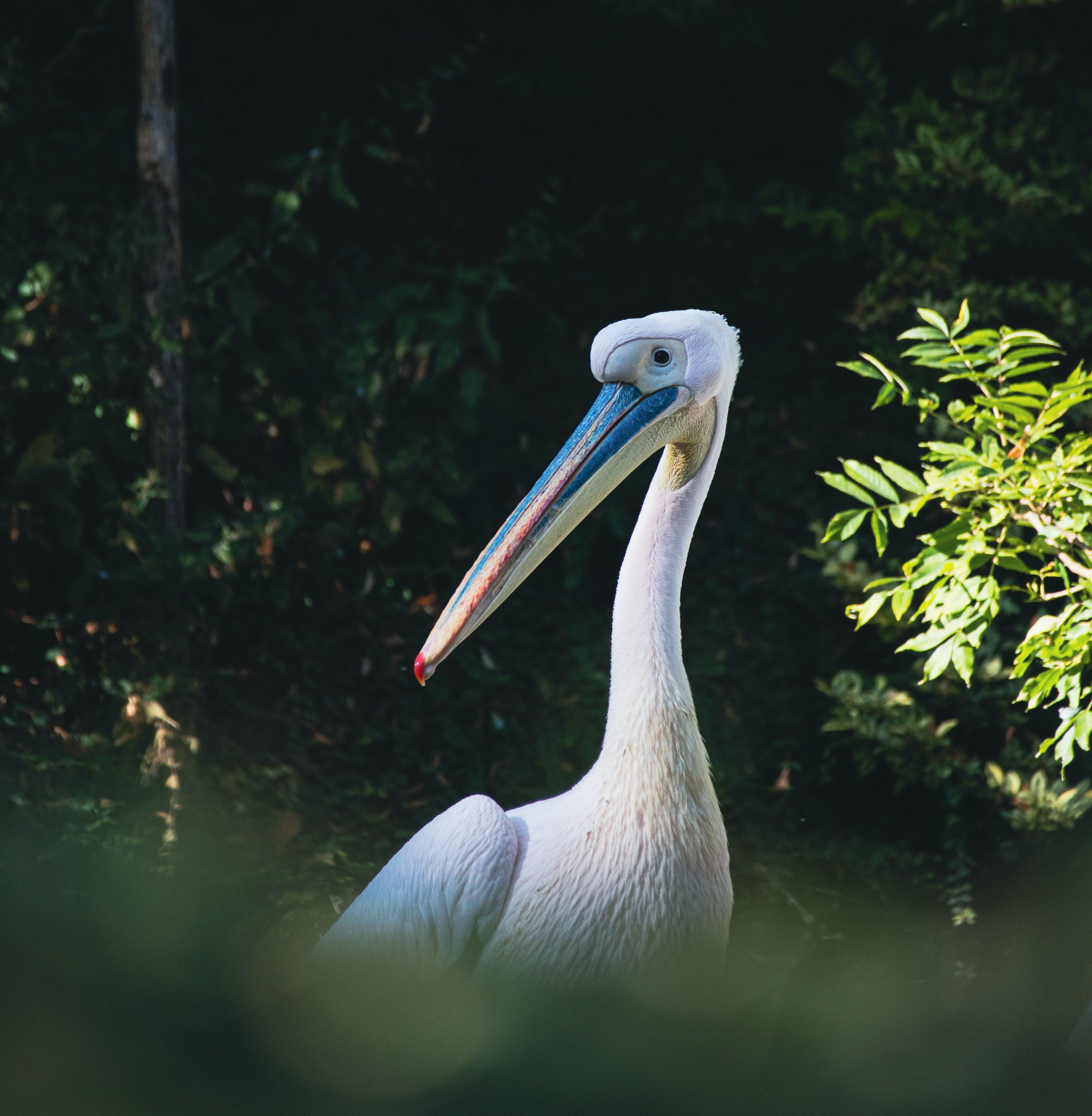 Pélican du zoo de Lille 