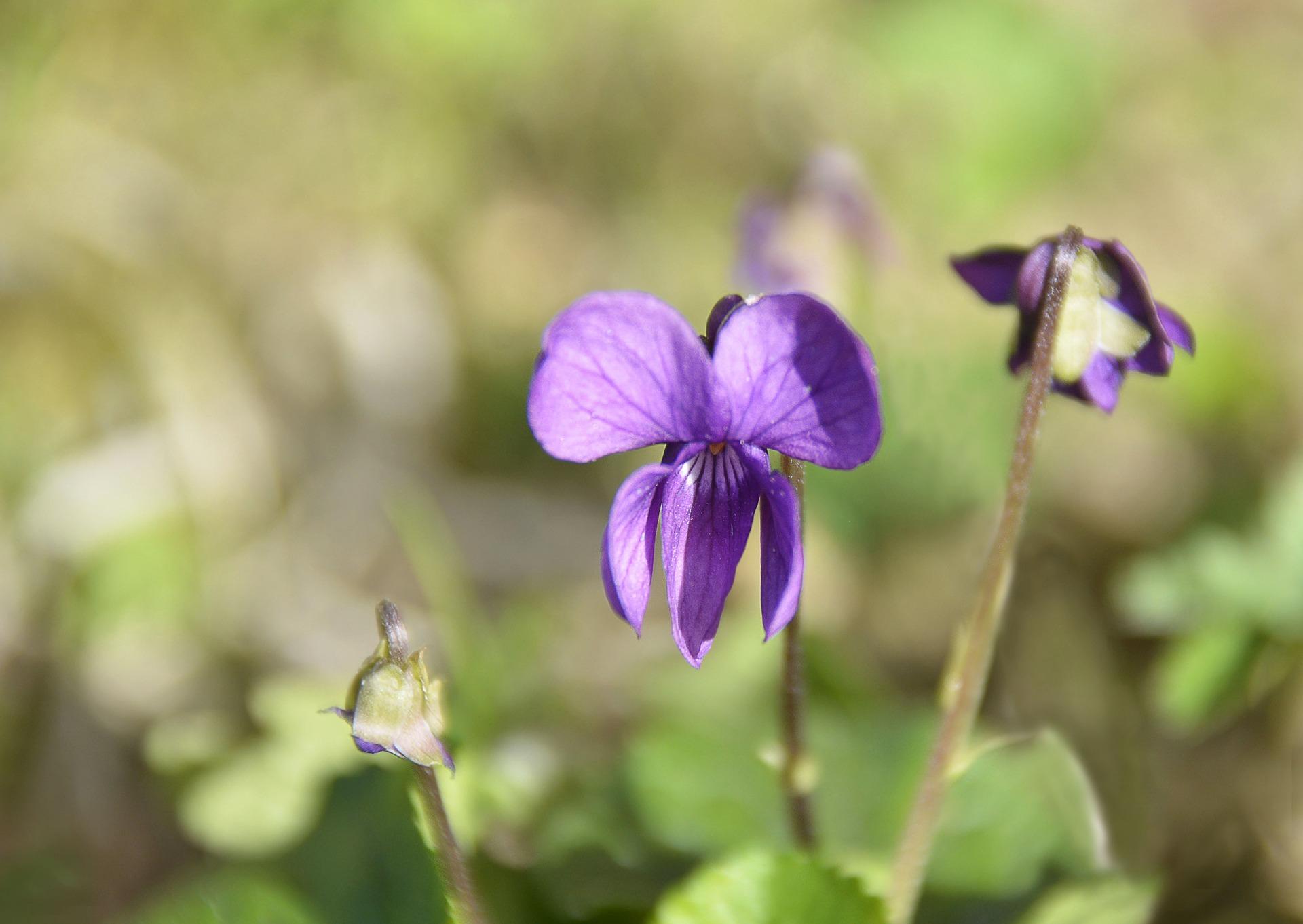 La violette de Toulouse