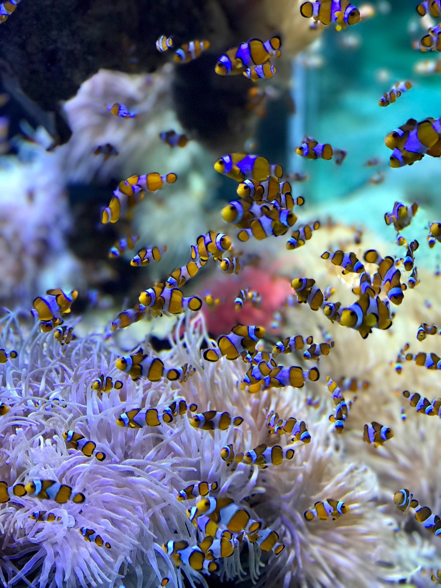 Les poissons tropicaux de l'aquarium de Monaco 