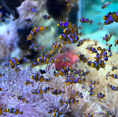 Les poissons tropicaux de l'aquarium de Monaco 