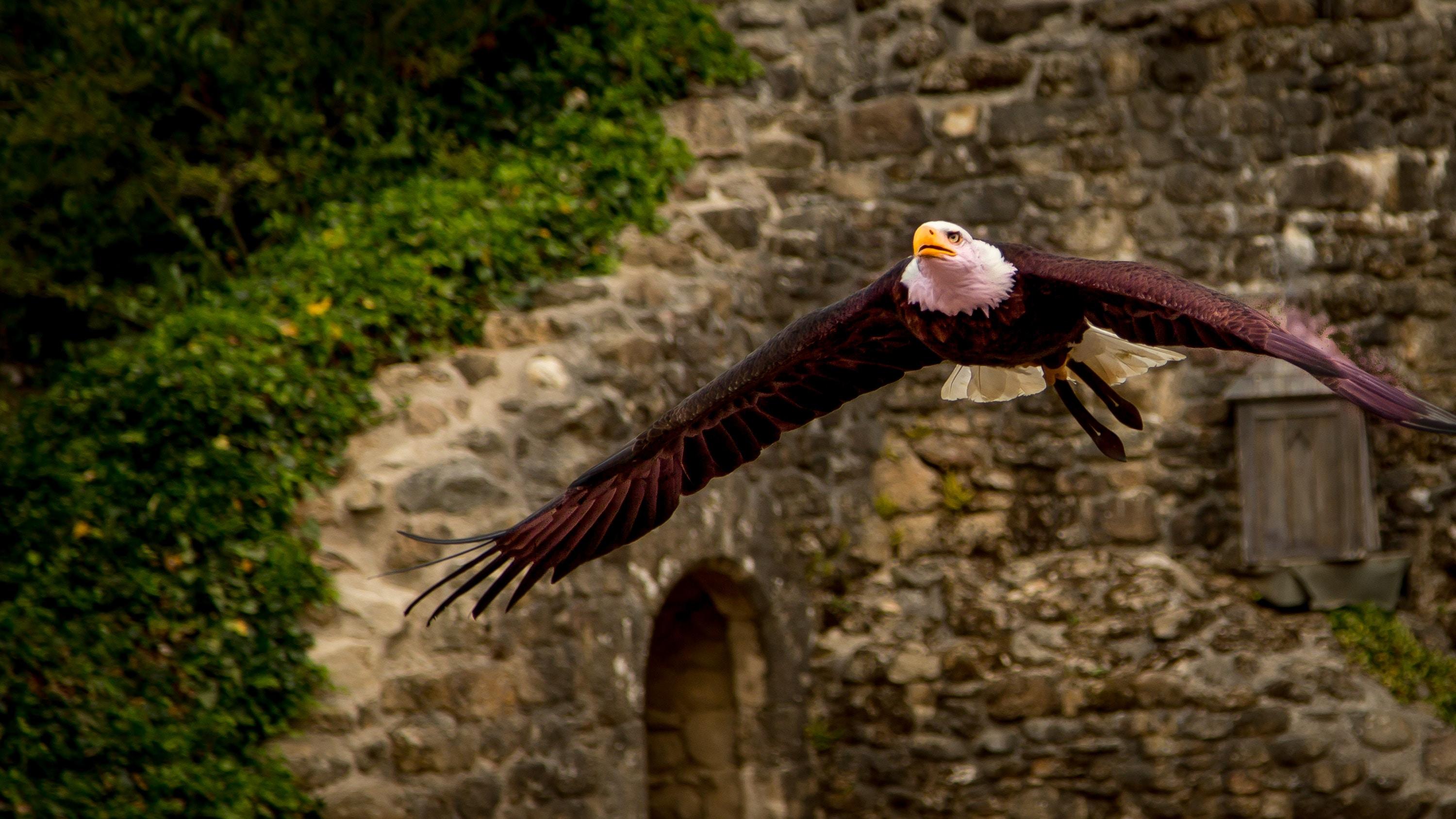 Les rapaces du Puy du fou 