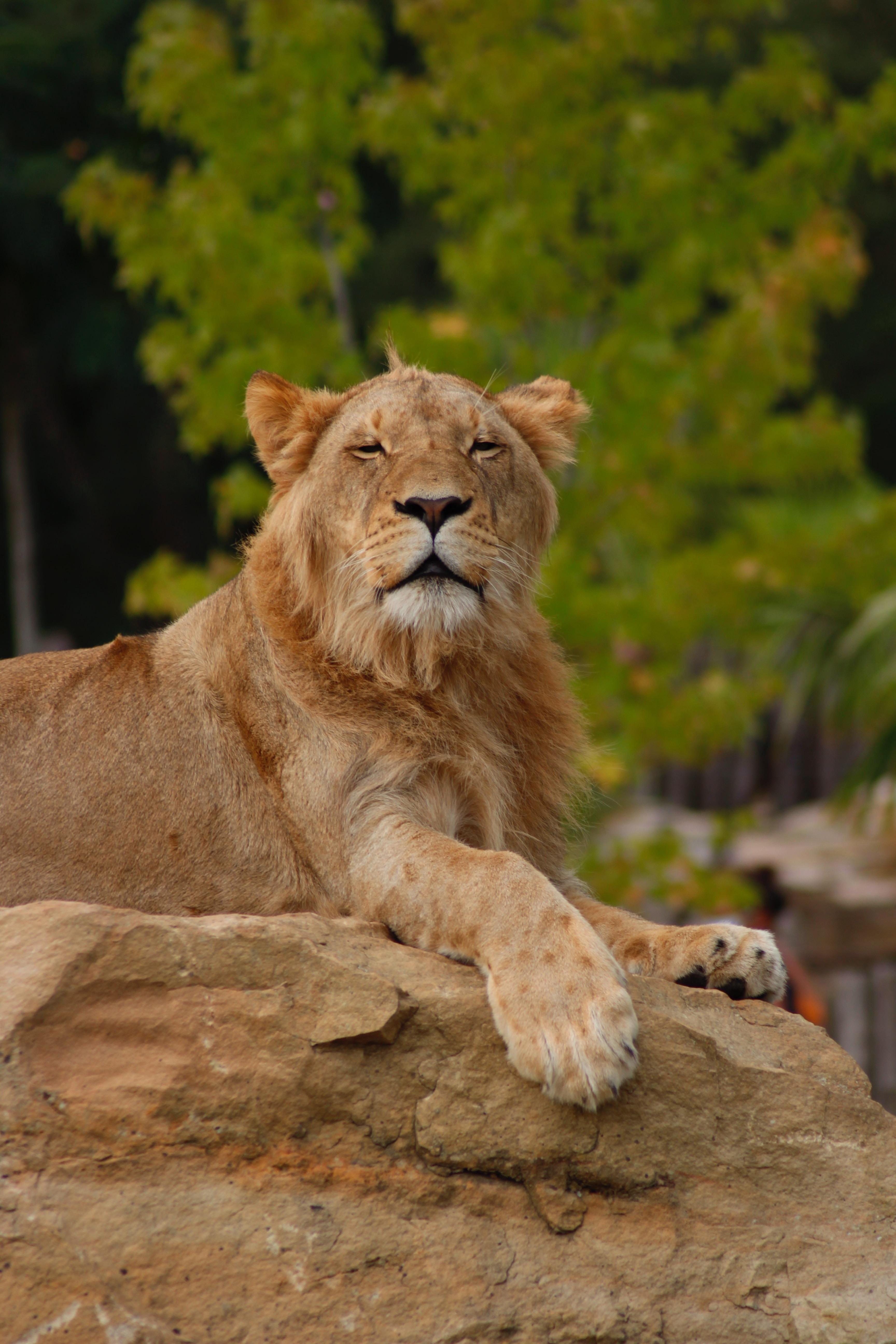 Les lions du zoo de Beauval