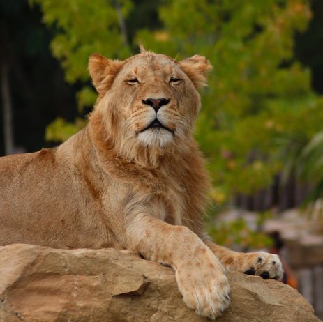Les lions du zoo de Beauval