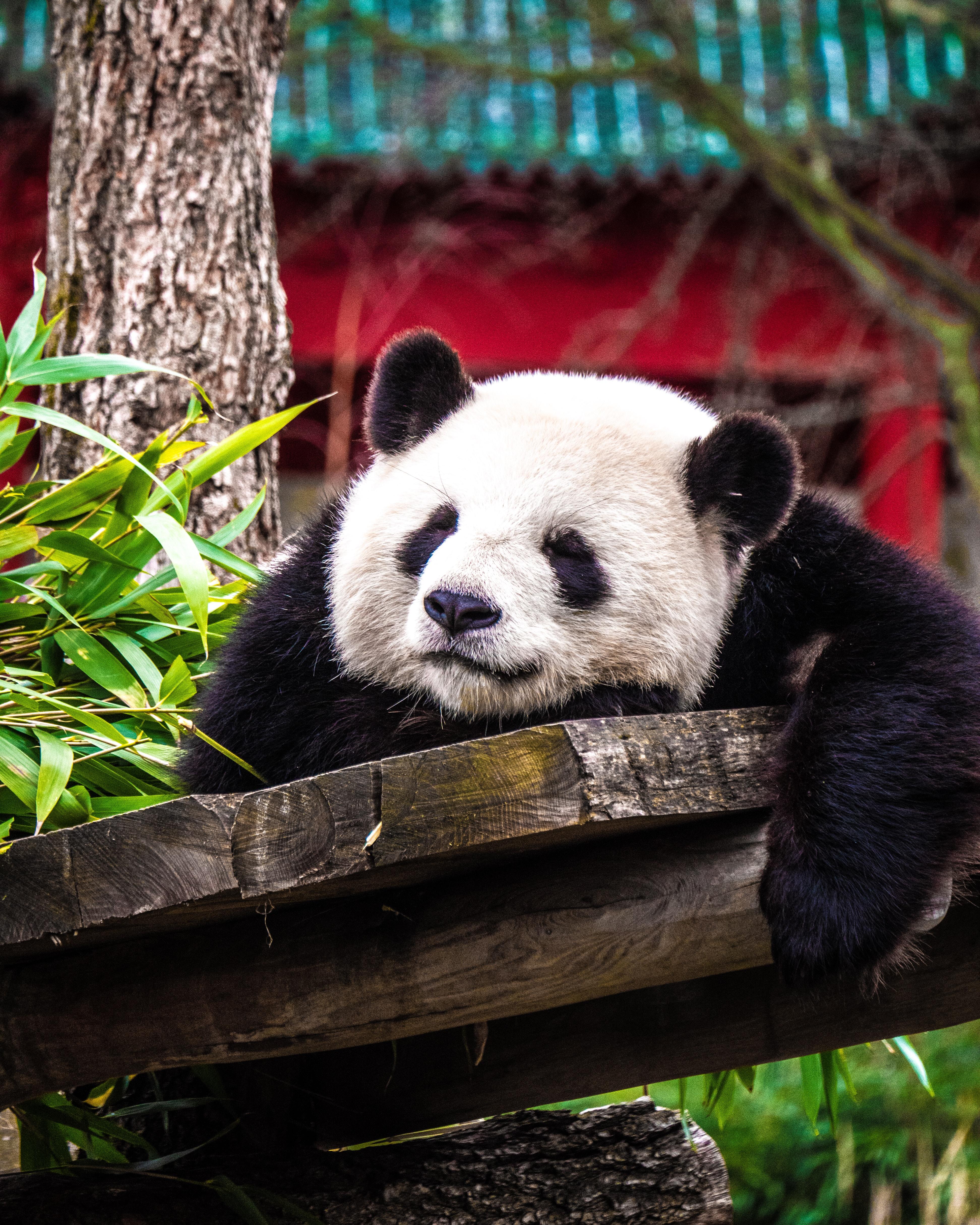 Panda du zoo de Beauval 