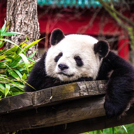 Panda du zoo de Beauval 