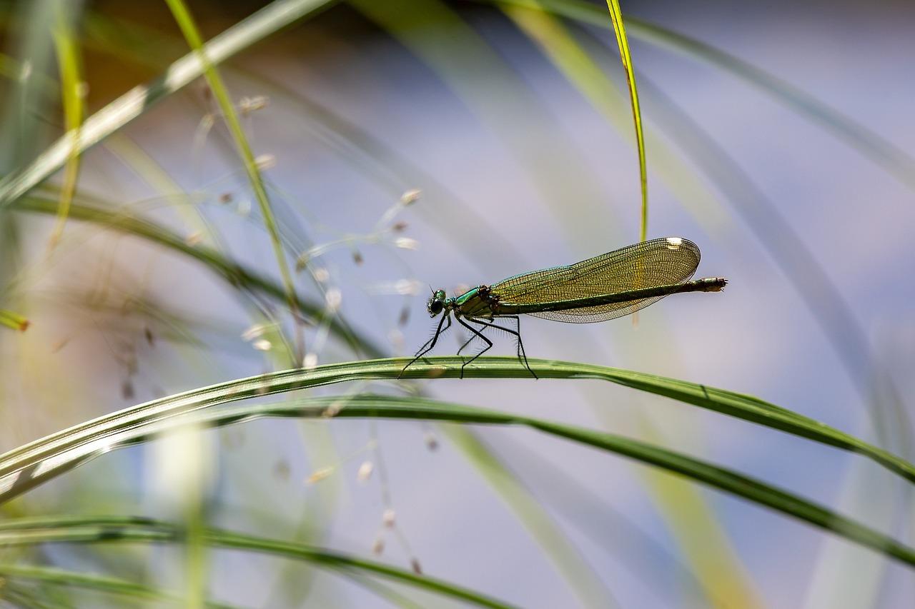 Une libellule dans le parc régional du Morbihan 