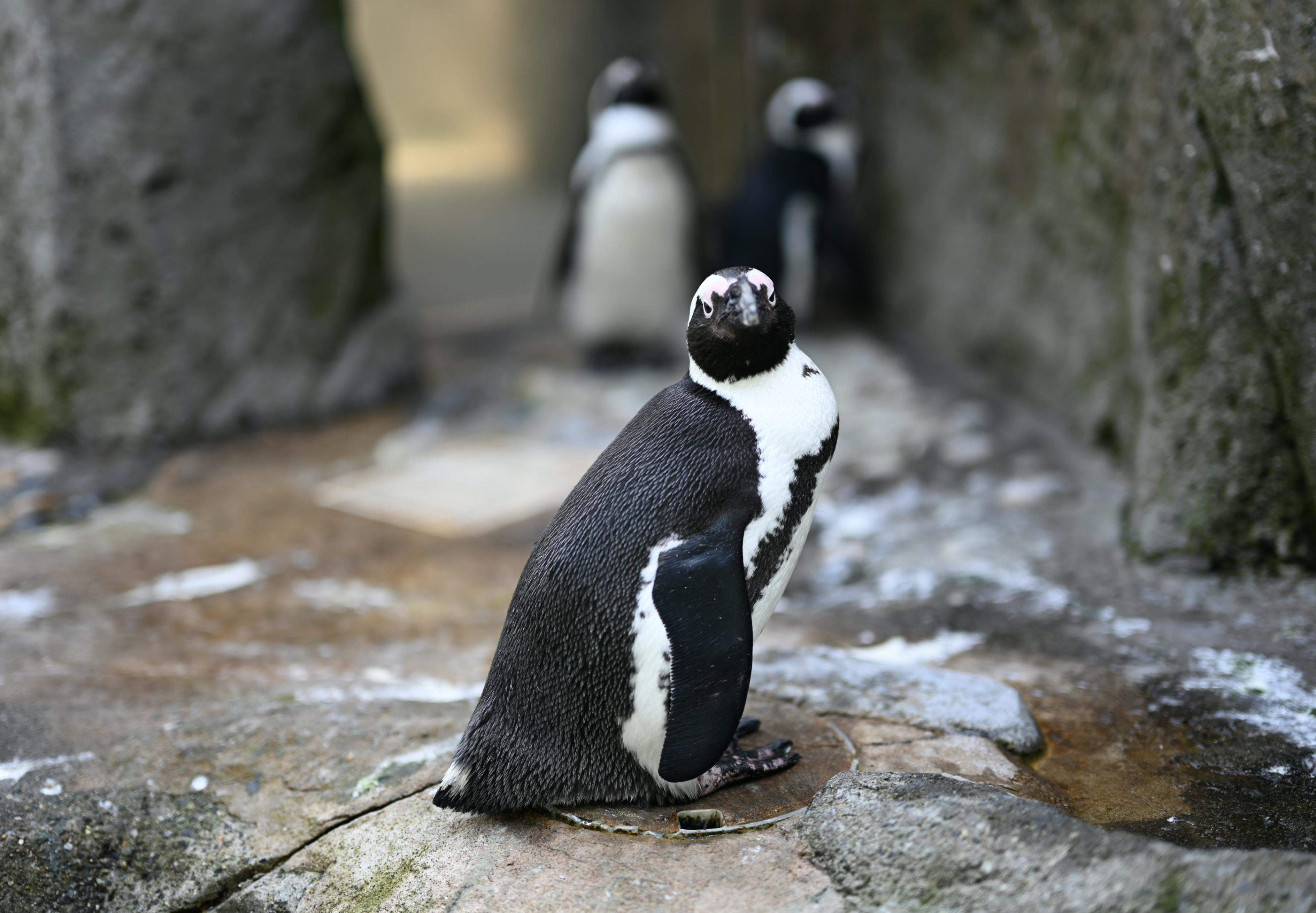 Un manchot royal de l'aquarium Sea life Val d'Europe