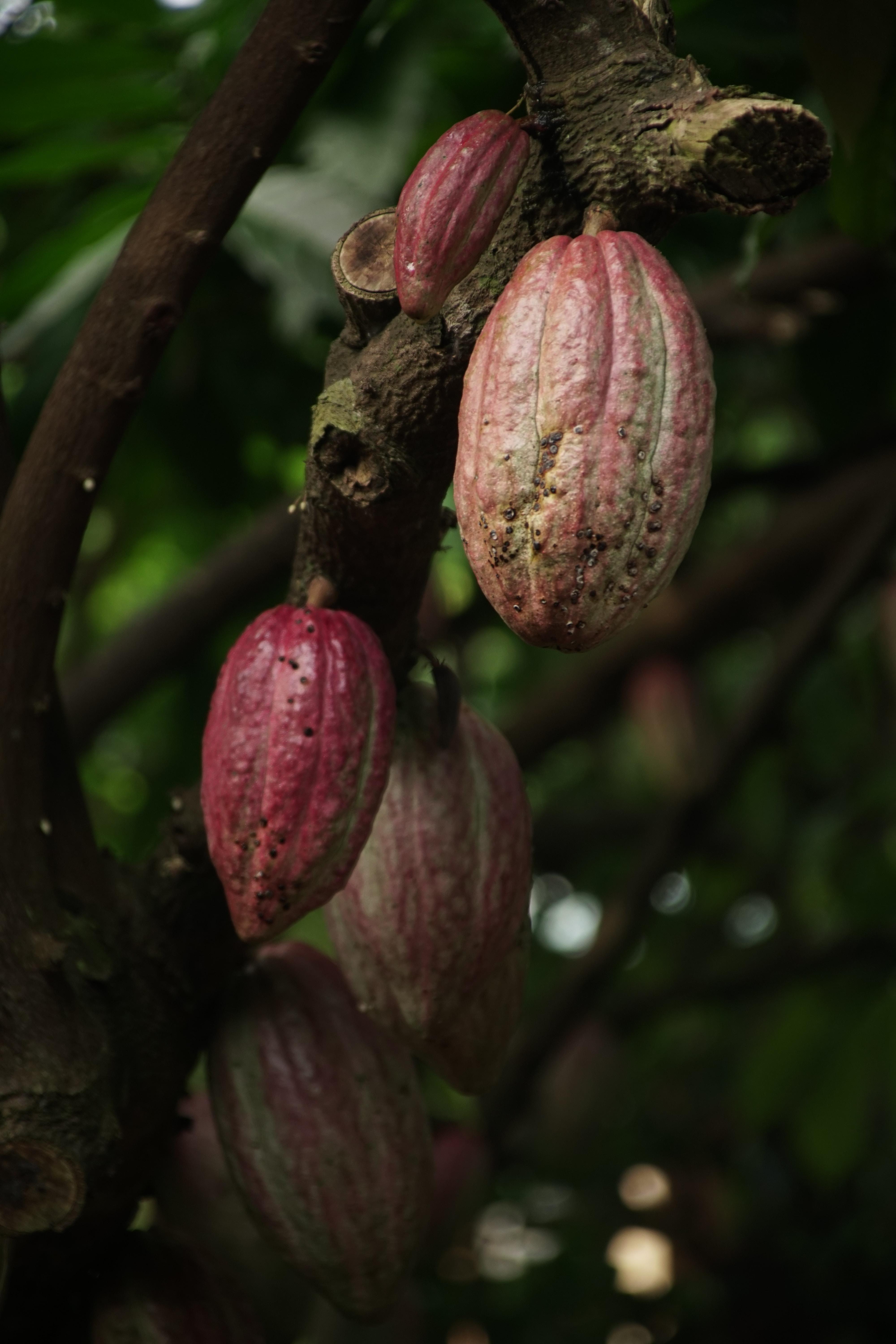 L'arbre à cacao de la serre du village du chocolat 