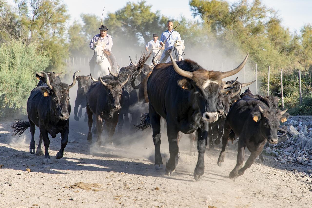 Une manade de taureau