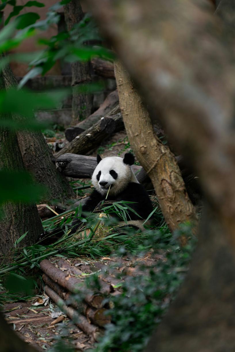 Les pandas du centre de recherche sur le panda géant de Chengdu