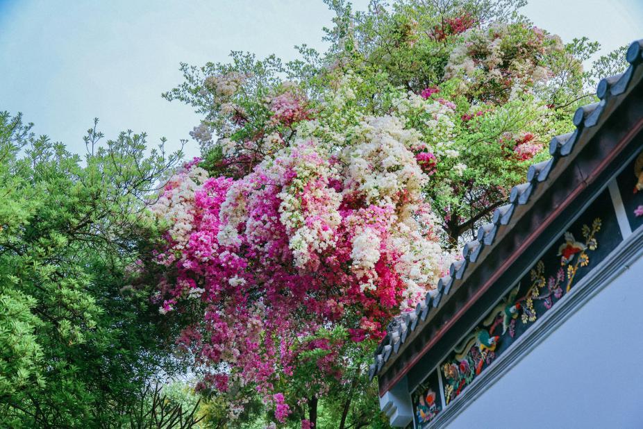 Les fleurs de printemps à Chengdu 