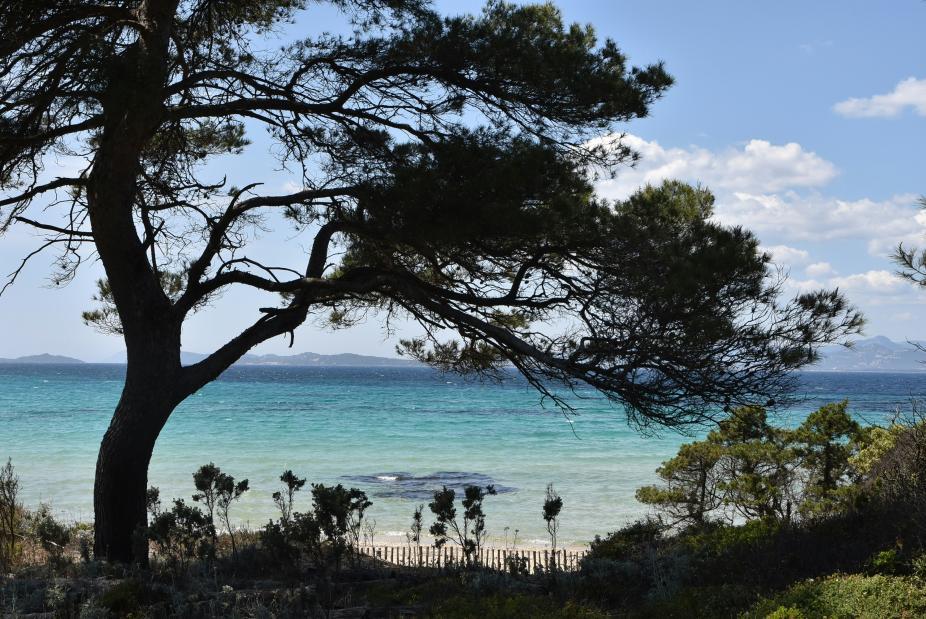 la plage sous les pins à Porquerolles 