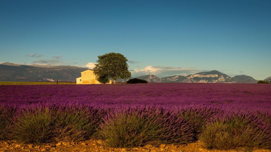 Un champ de lavande près d'Aix-en-Provence