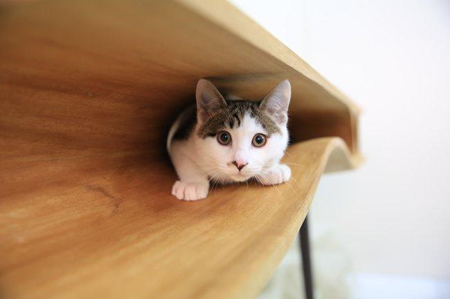Table permettant aux chats de se faufiler à travers les espaces conçus à cet effet – Crée par LYCS Architecture