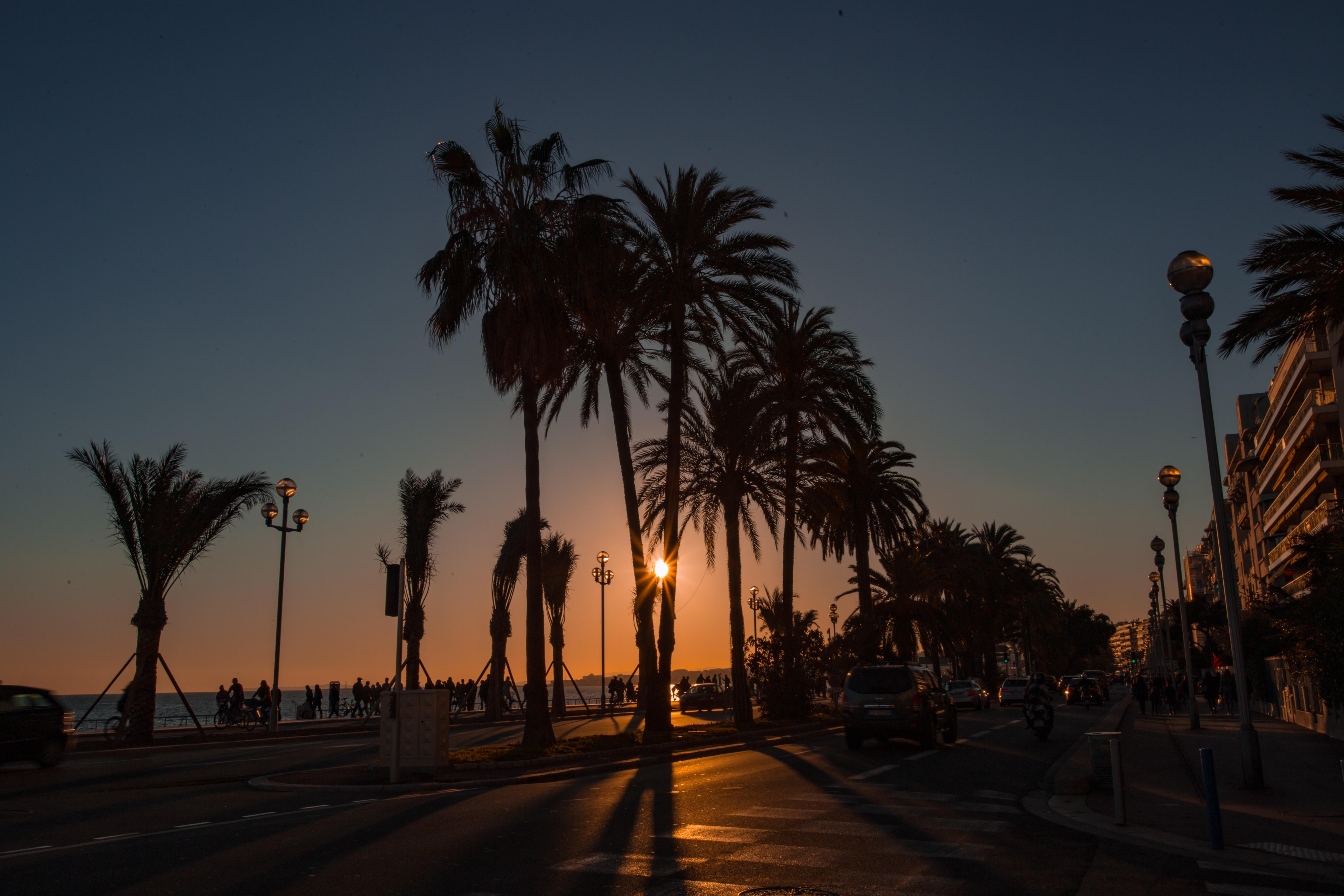 Promenade des anglais sous les palmiers 