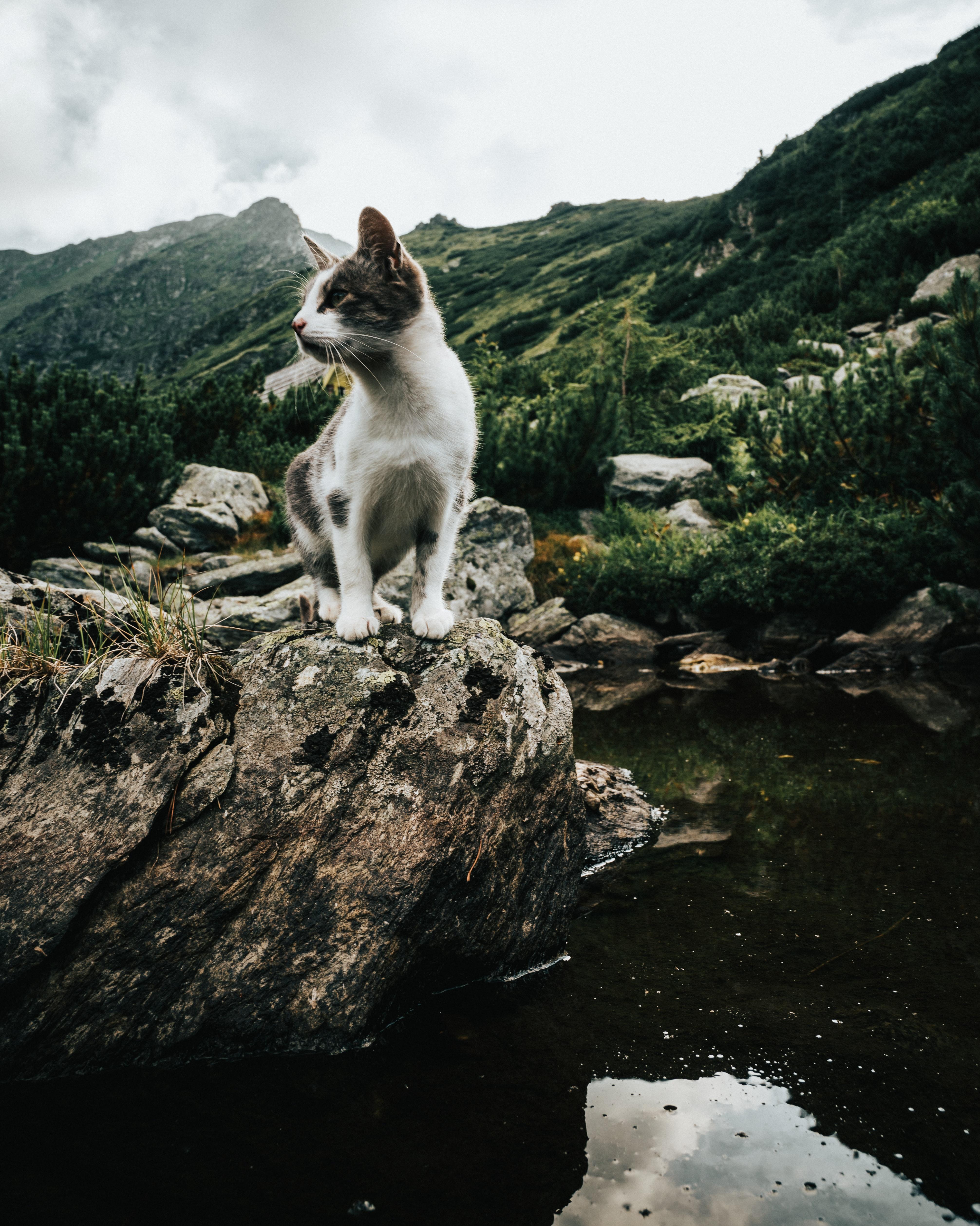 chat en vacances 