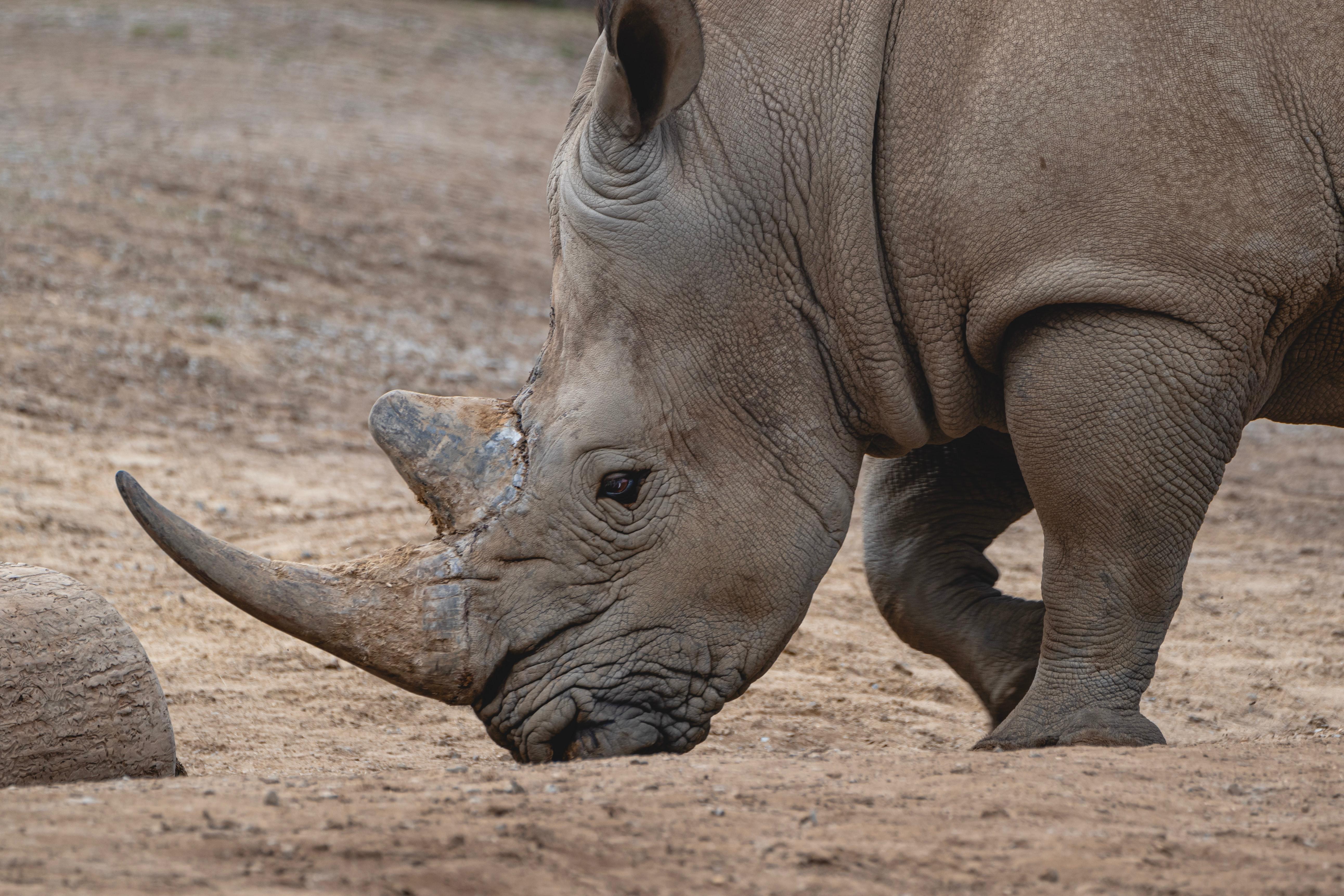Le rhinocéros du zoo de Lille