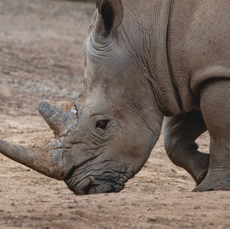 Le rhinocéros du zoo de Lille