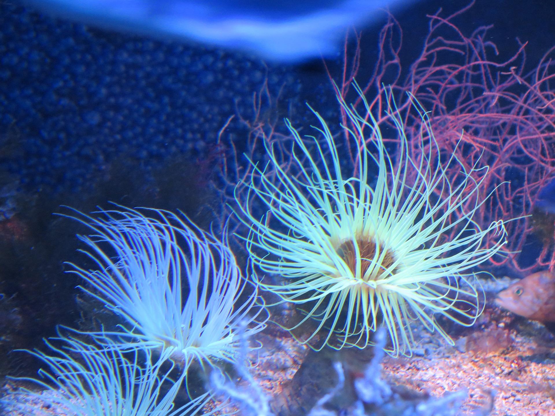 Une anémone de l'aquarium de Monaco 