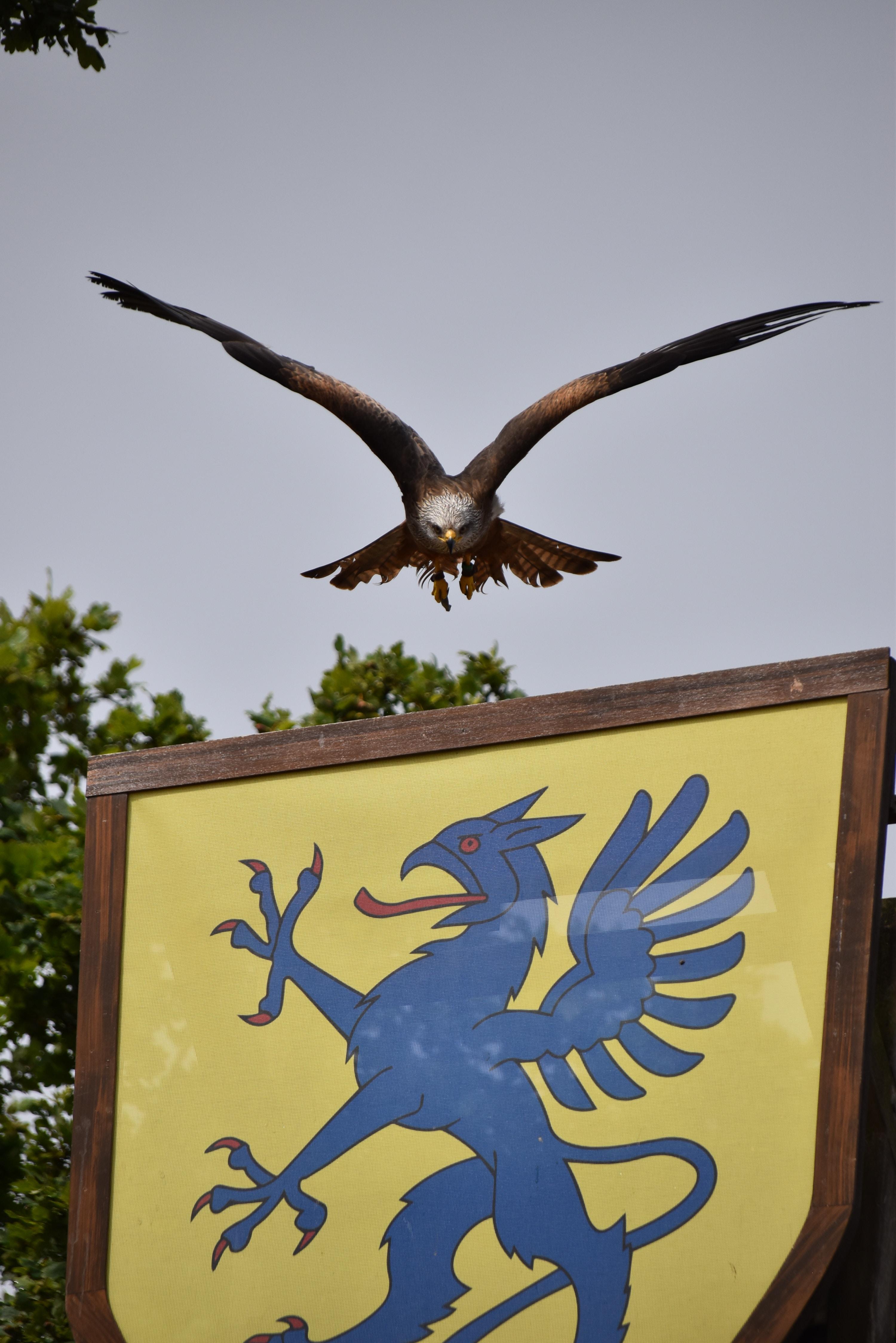 Le spectacle de rapaces du Puy du fou