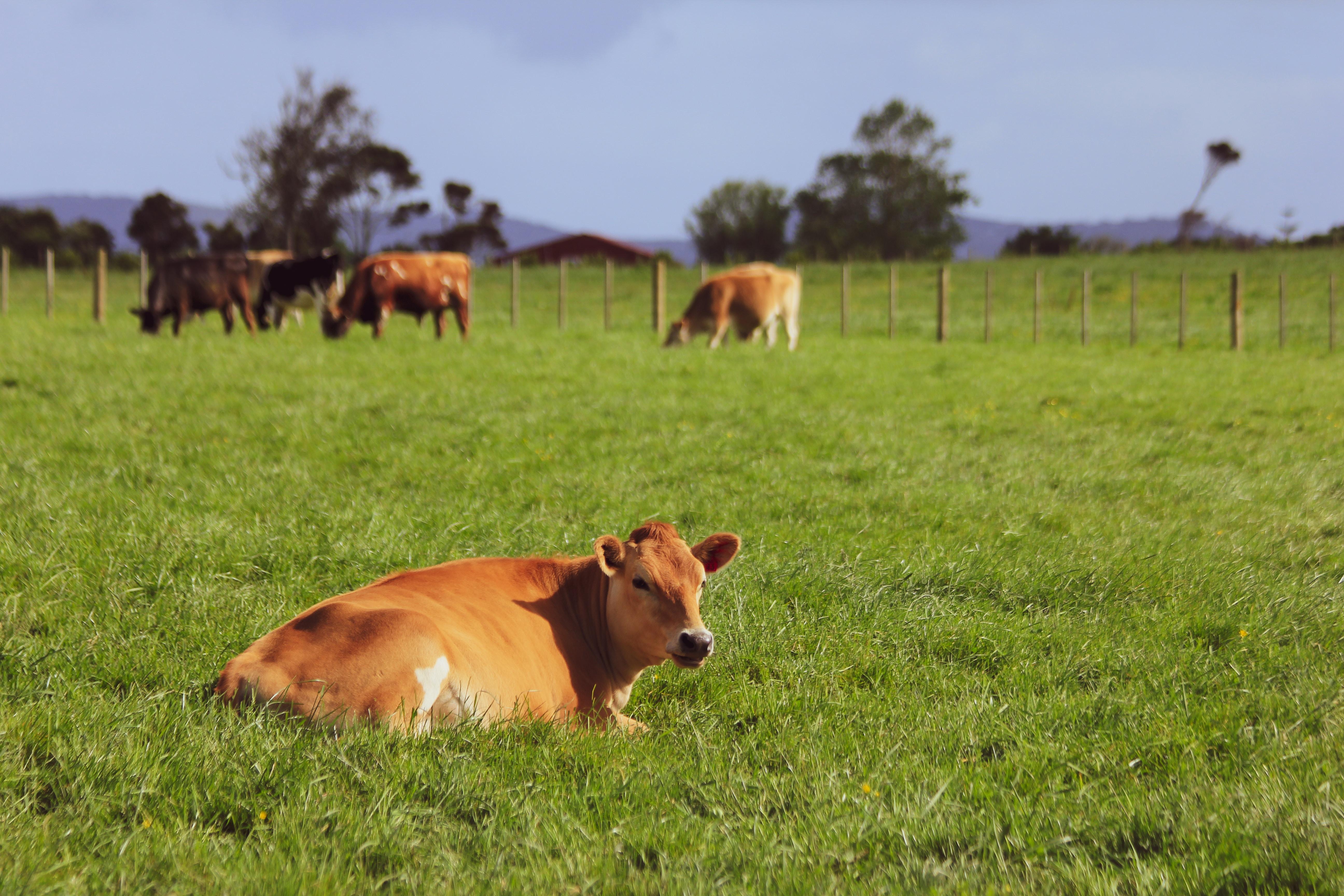 Les vaches vendéennes