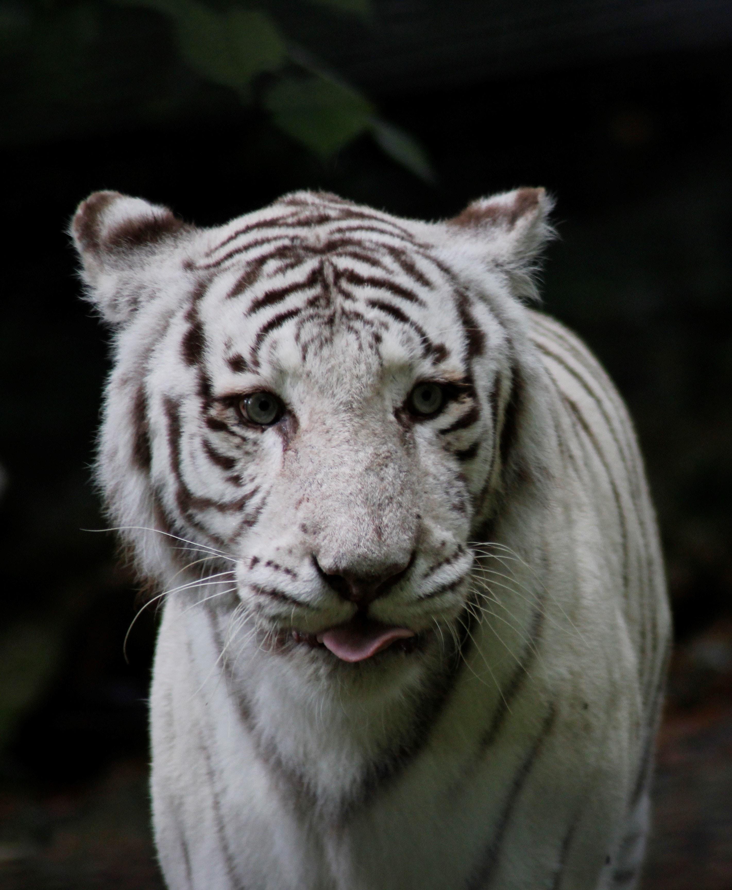 Le tigre blanc du zoo de Beauval