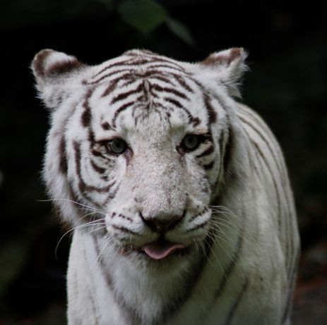 Le tigre blanc du zoo de Beauval