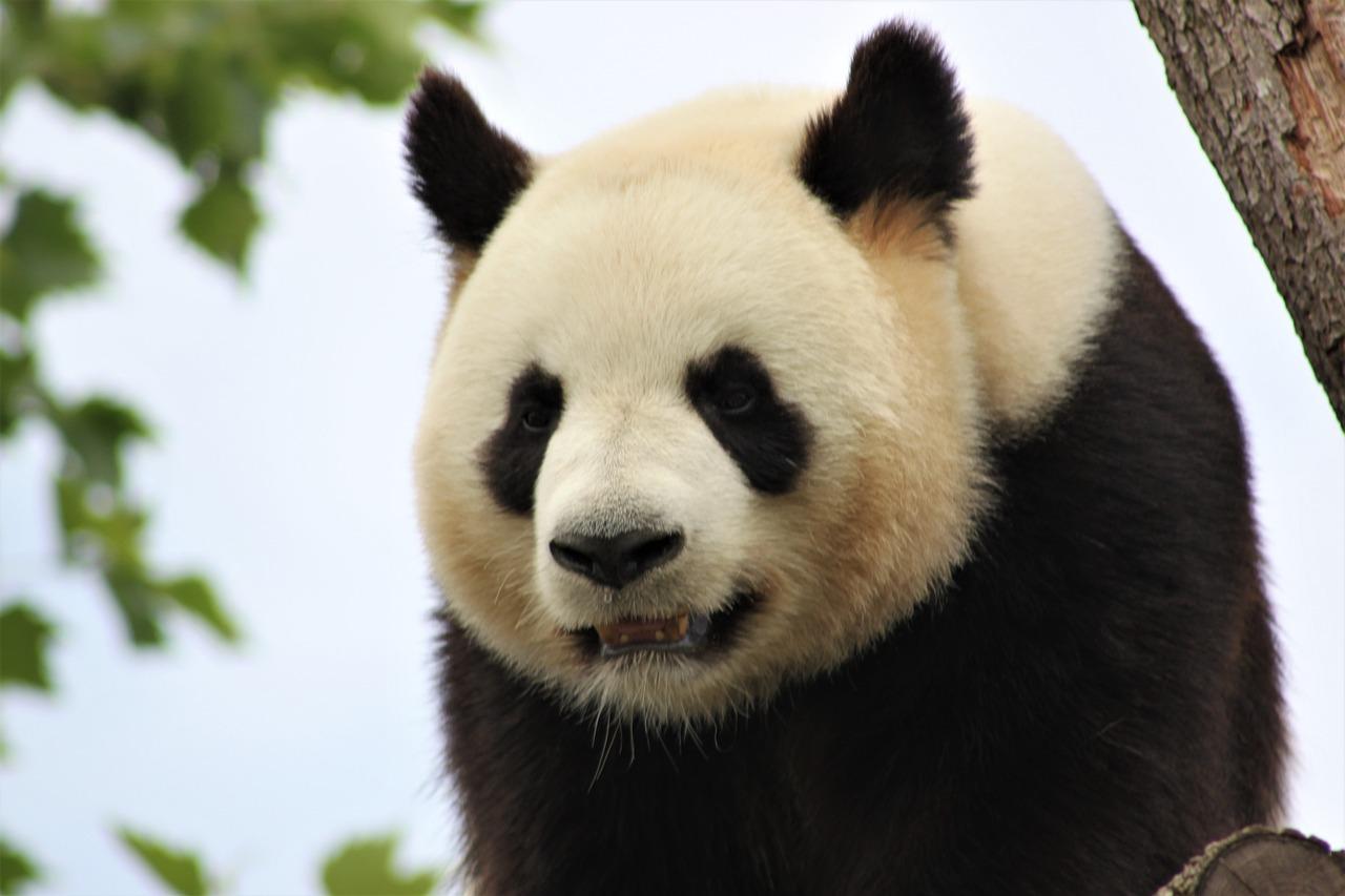 Le panda géant du zoo de Beauval