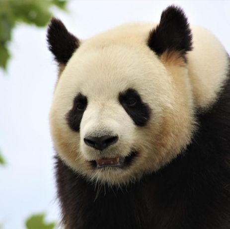 Le panda géant du zoo de Beauval