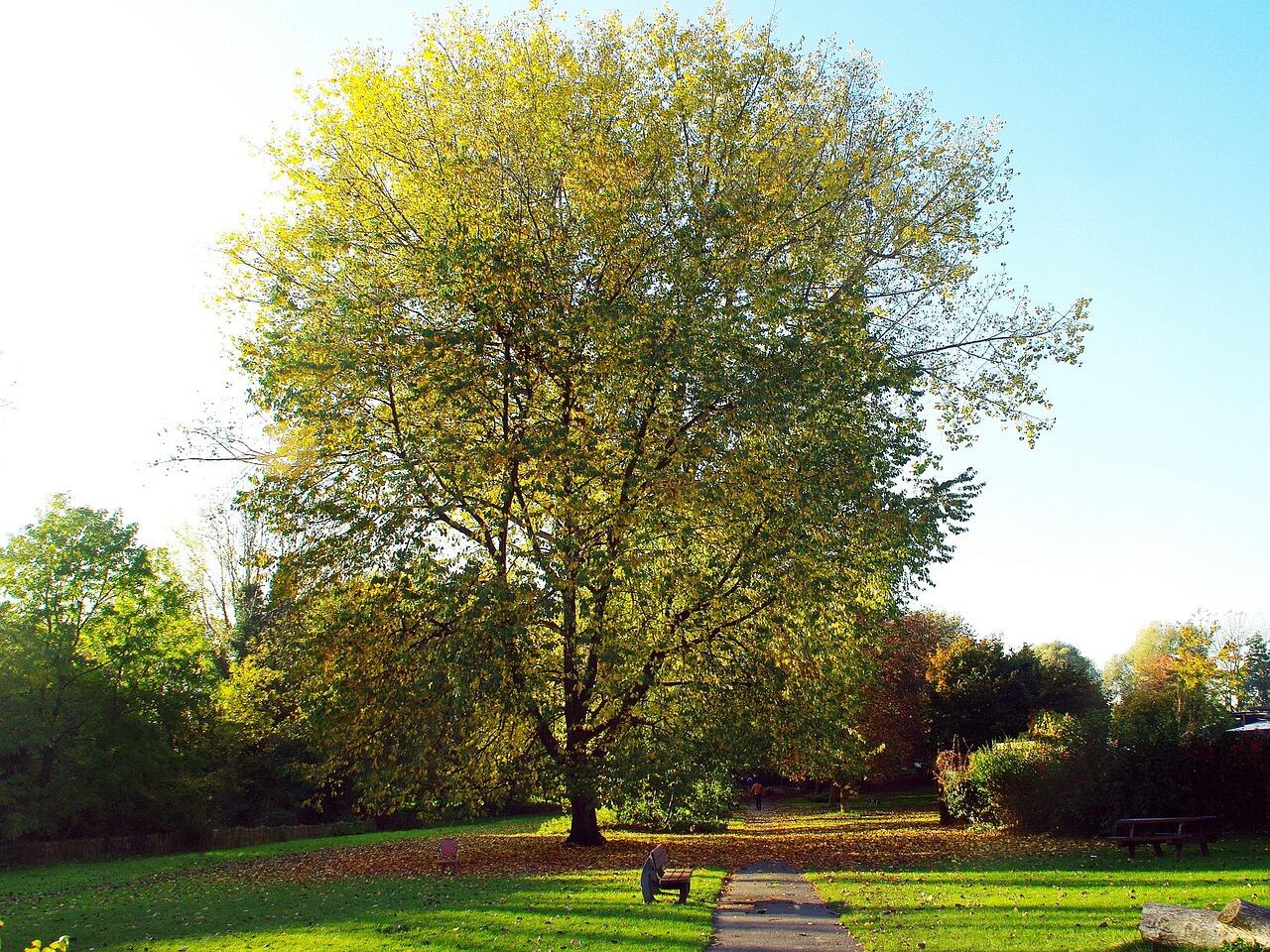 Le parc de la Citadelle à l'automne, à Lille