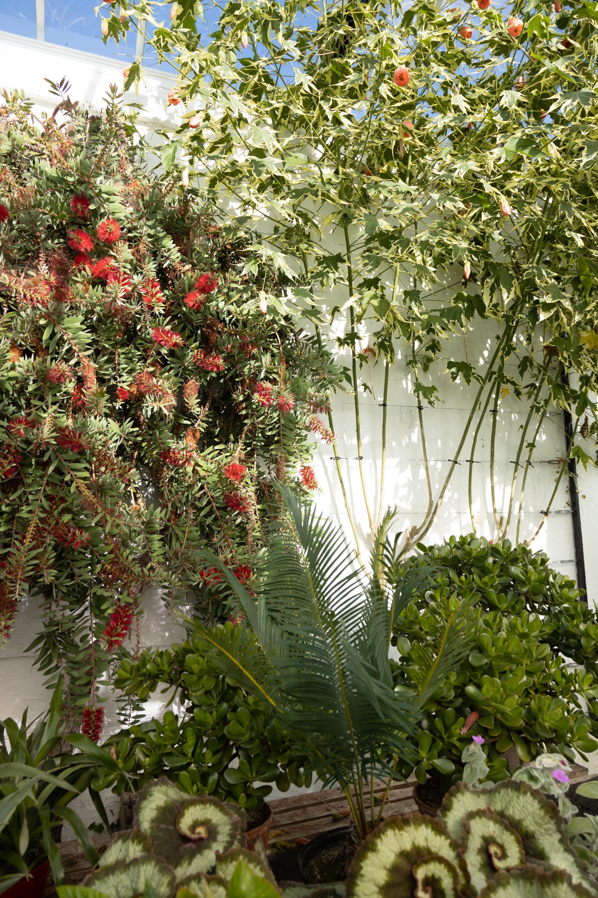 Dans le jardin du château de Crathes