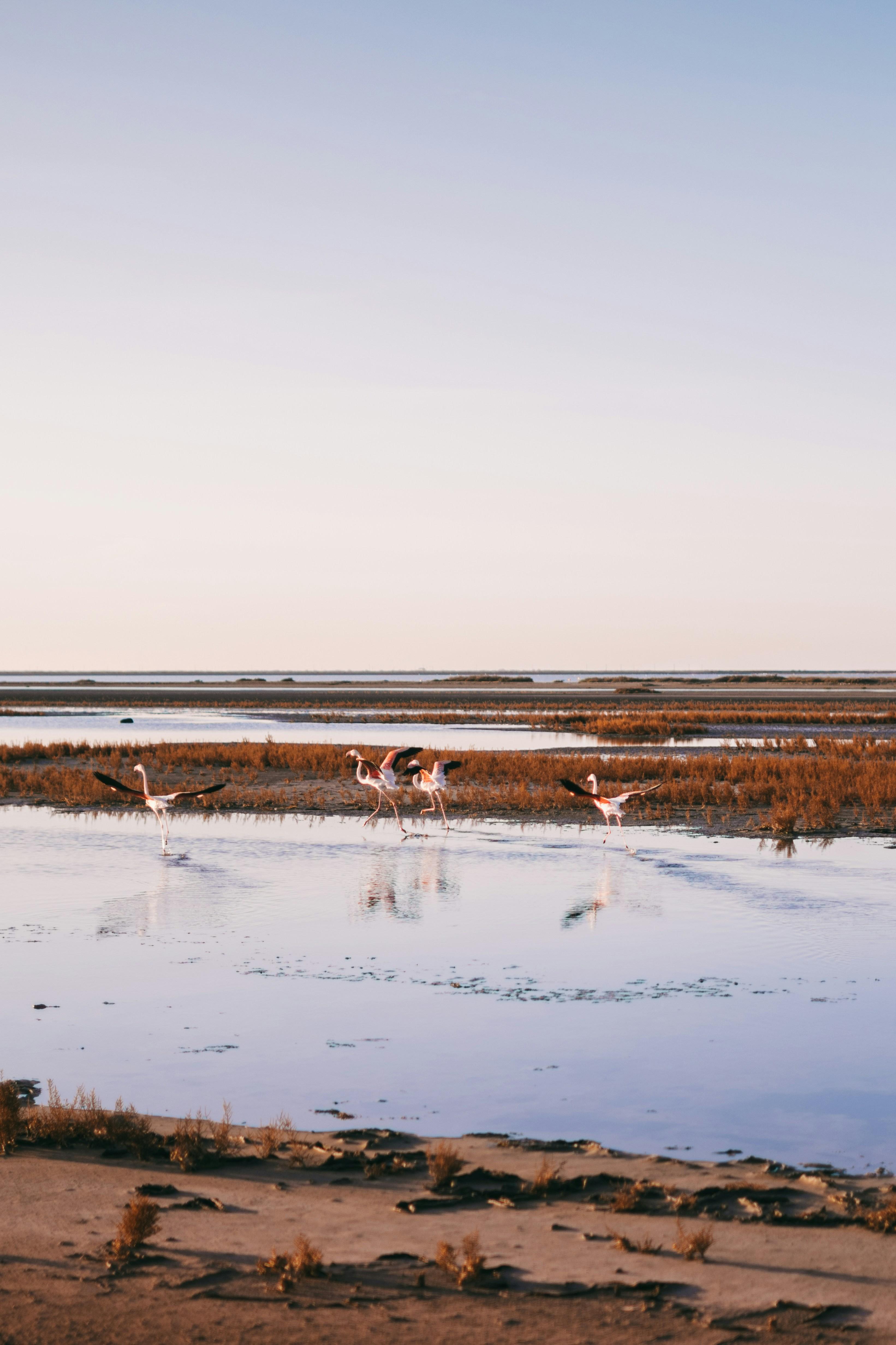 Les marais de Camargue 